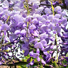 Саджанці Гліцинії