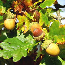 Саджанці Дуба