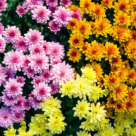 Саджанці Хризантеми