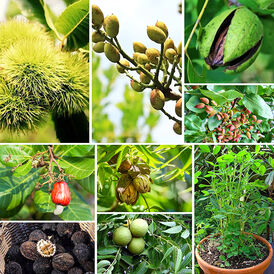 Саджанці Горіха (ексклюзивні)