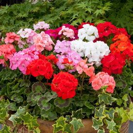 Насіння Пеларгонії