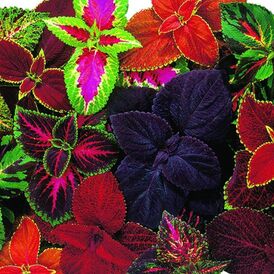 Насіння Колеуса