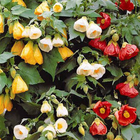 Насіння Абутилону