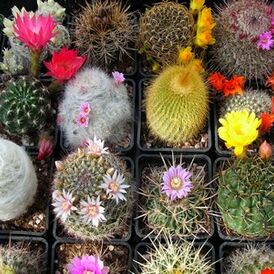 Насіння Кактуса