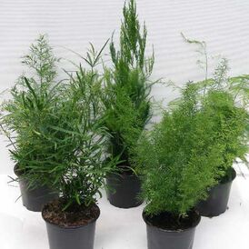 Насіння Аспарагуса