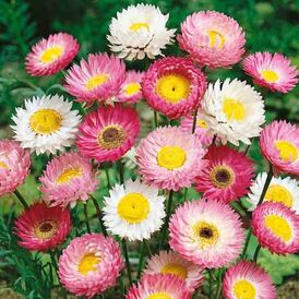 Насіння Геліпетрума