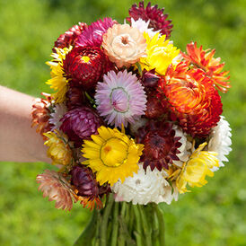 Насіння Геліхризума (безсмертника)