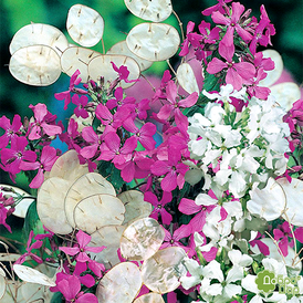 Насіння Лунарії