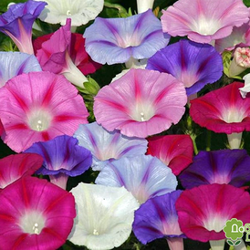 Насіння Іпомеї