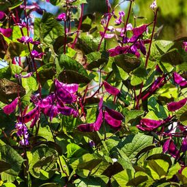 Насіння Доліхосу