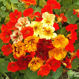 Насіння Настурції