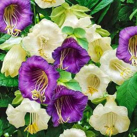 Насіння Кобеї