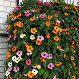 Насіння Тунбергії