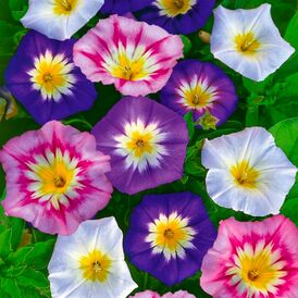 Насіння В'юнка