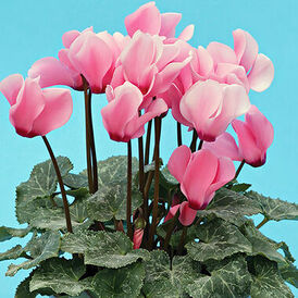 Насіння Цикламена