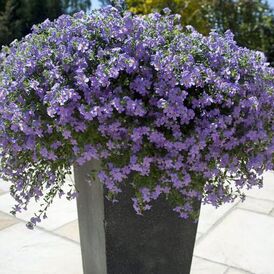 Семена Бакопы