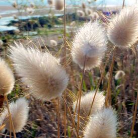 Насіння Зайцехвоста (Ларгус)