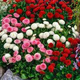 Рассада Маргариток