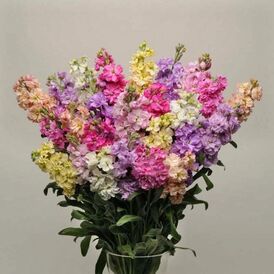 Розсада Левкоя(матіолла)