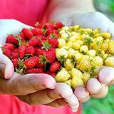 Саженцы Земляники