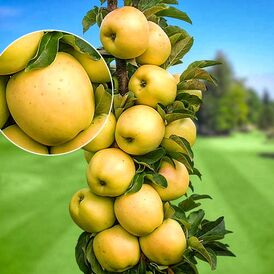 Саджанці колоновидних Яблунь