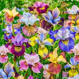 Саджанці сибірських ірисів