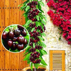 Саджанці колоновидної Черешні