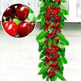 Саджанці колоновидної Вишні