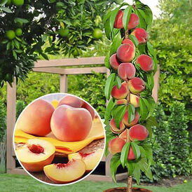 Саджанці колоновидних Персиків