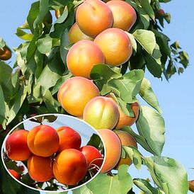 Саджанці колоновидних Абрикосів