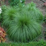 Саженцы Спороболы