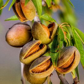 Саджанці Мигдаля солодкого