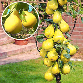 Саджанці колоновидних Груш