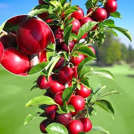 Саджанц колоновидних Слив