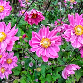 Анемона багаторічна розсада