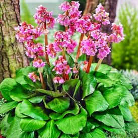 Бадан саджанці розсада