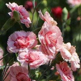 Гвоздика багаторічна розсада