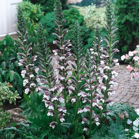 Акант м'який розсада