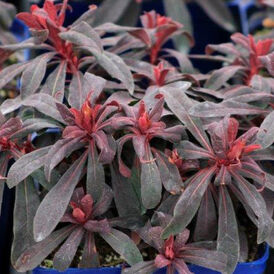 Еуфорбія (молочай) мигдалеподібний розсада