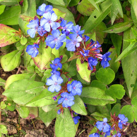 Цератостигма розсада