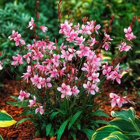 Гаура багаторічна розсада