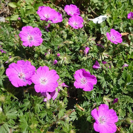 Герань (розсада)