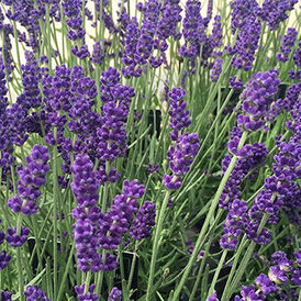 Лаванда багаторічна розсада