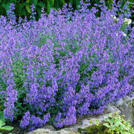 Котяча м'ята багаторічна розсада