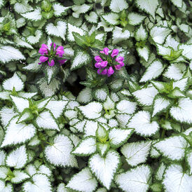 Яснотка багаторічна розсада