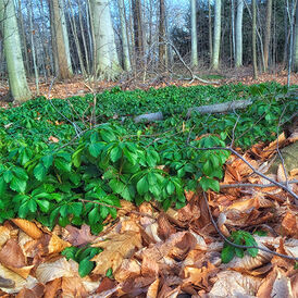 Пахізандра багаторічна розсада