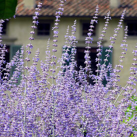 Перовскія багаторічна розсада