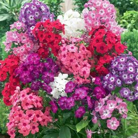 Флокси багаторічна розсада