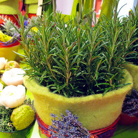 Розмарин багаторічна розсада