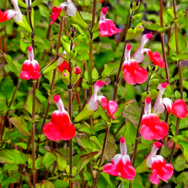 Шавлія багаторічна розсада